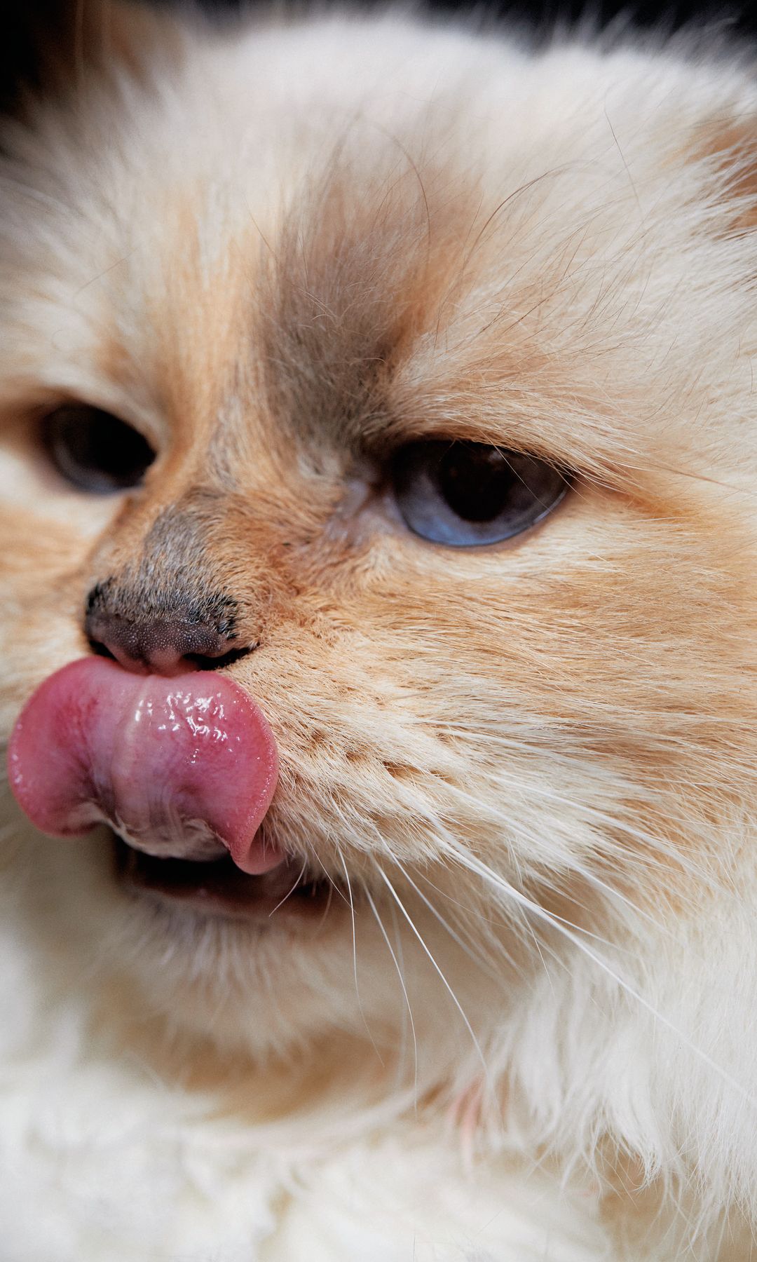 Choupette HO+4214