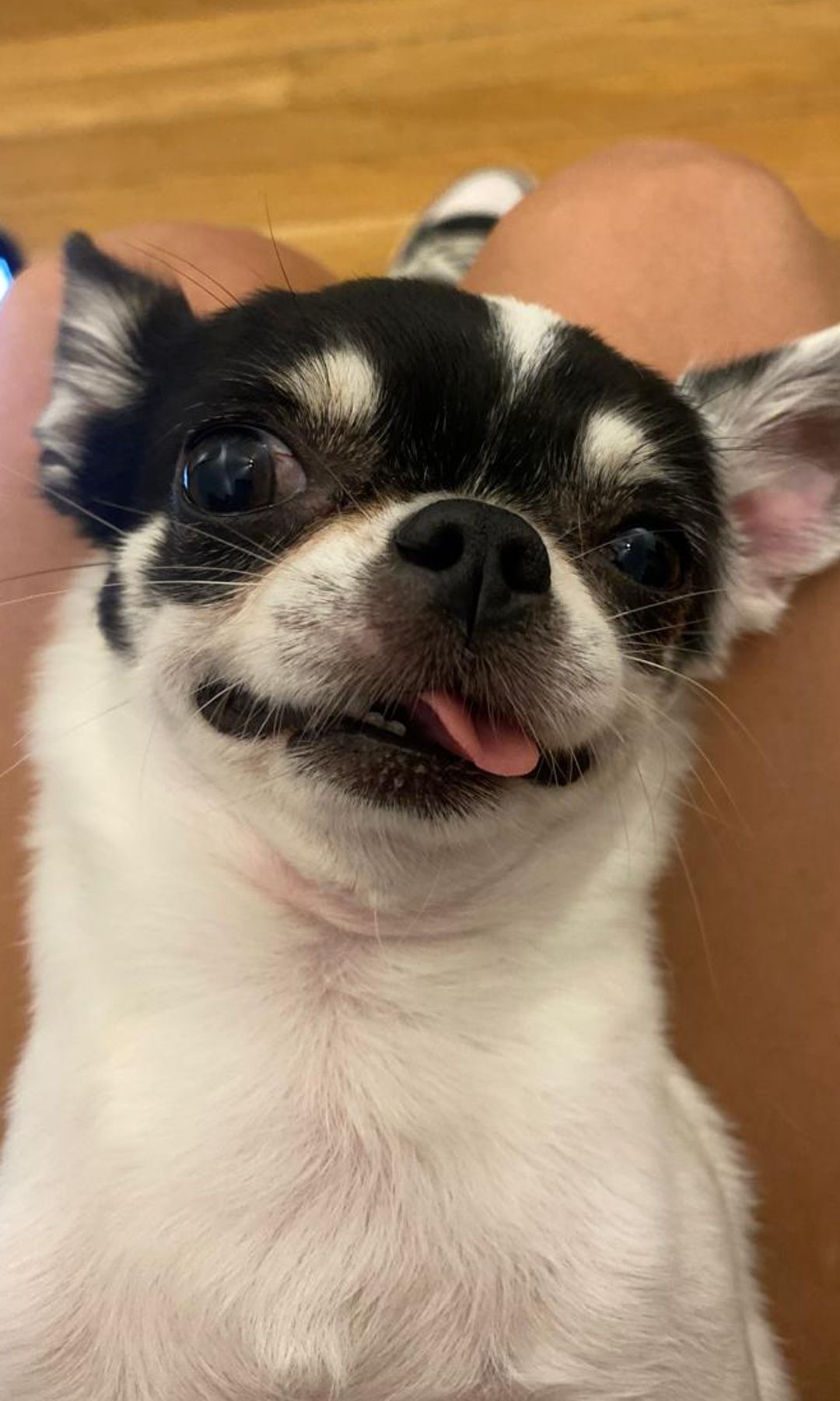 María Pita, la chihuahua 'influencer', en una graciosa fotografía