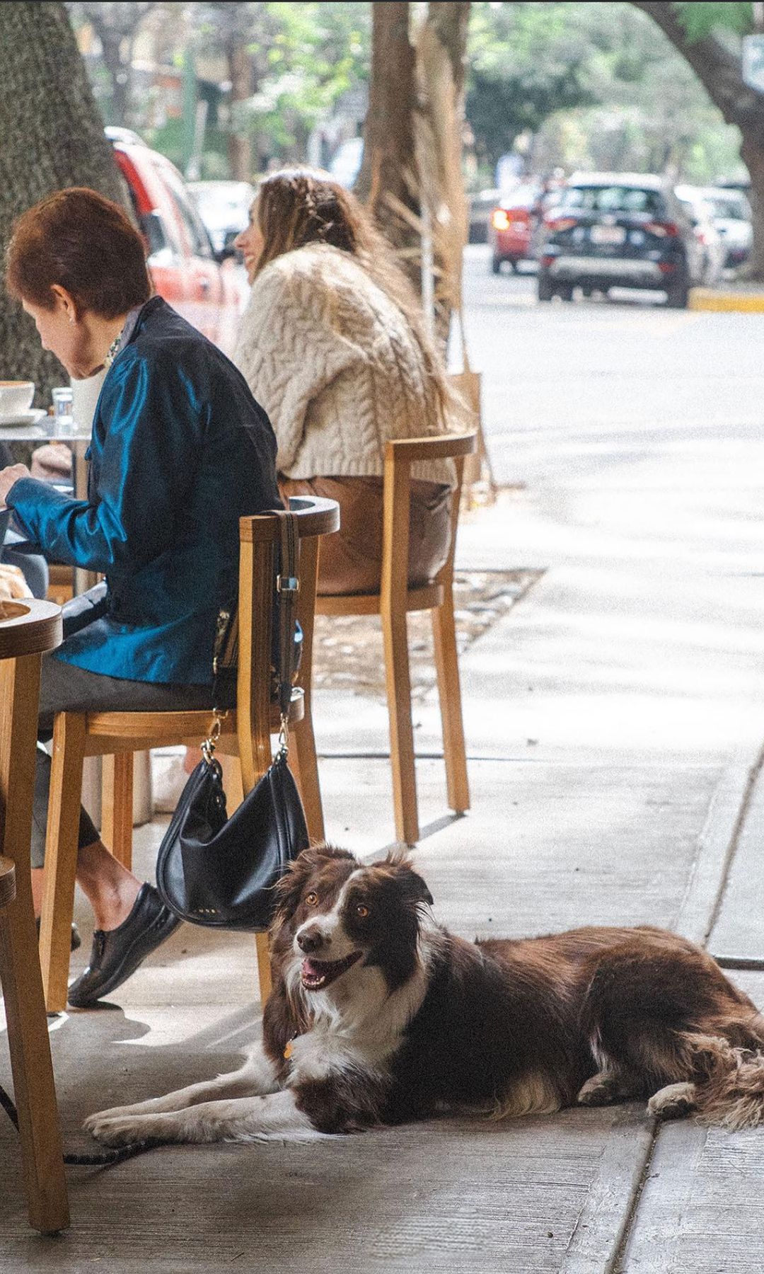 Sin importar la zona de la ciudad donde te encuentres, cada vez hay más opciones de lugares que aceptan mascotas.