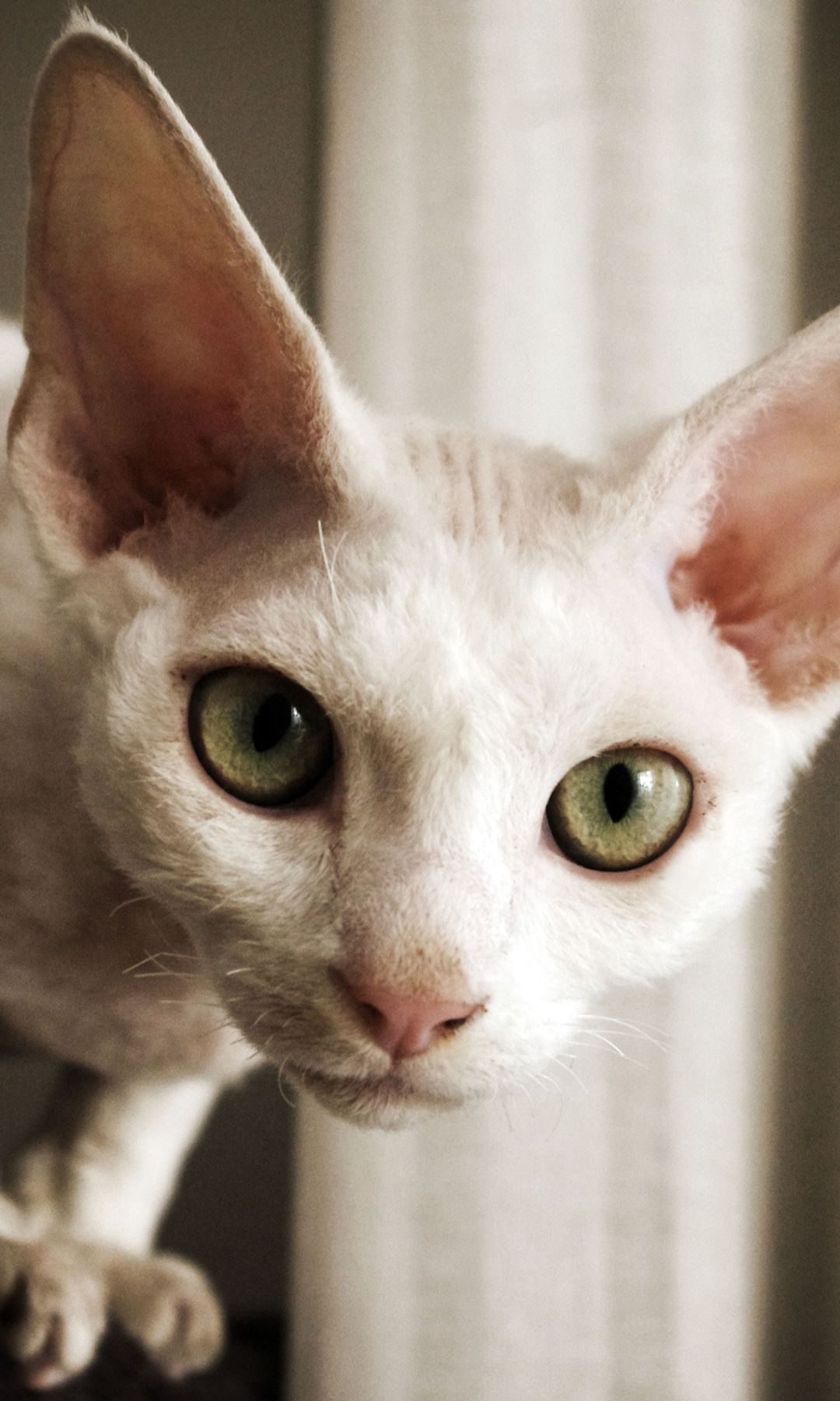 Devon Rex gato mirando a camara