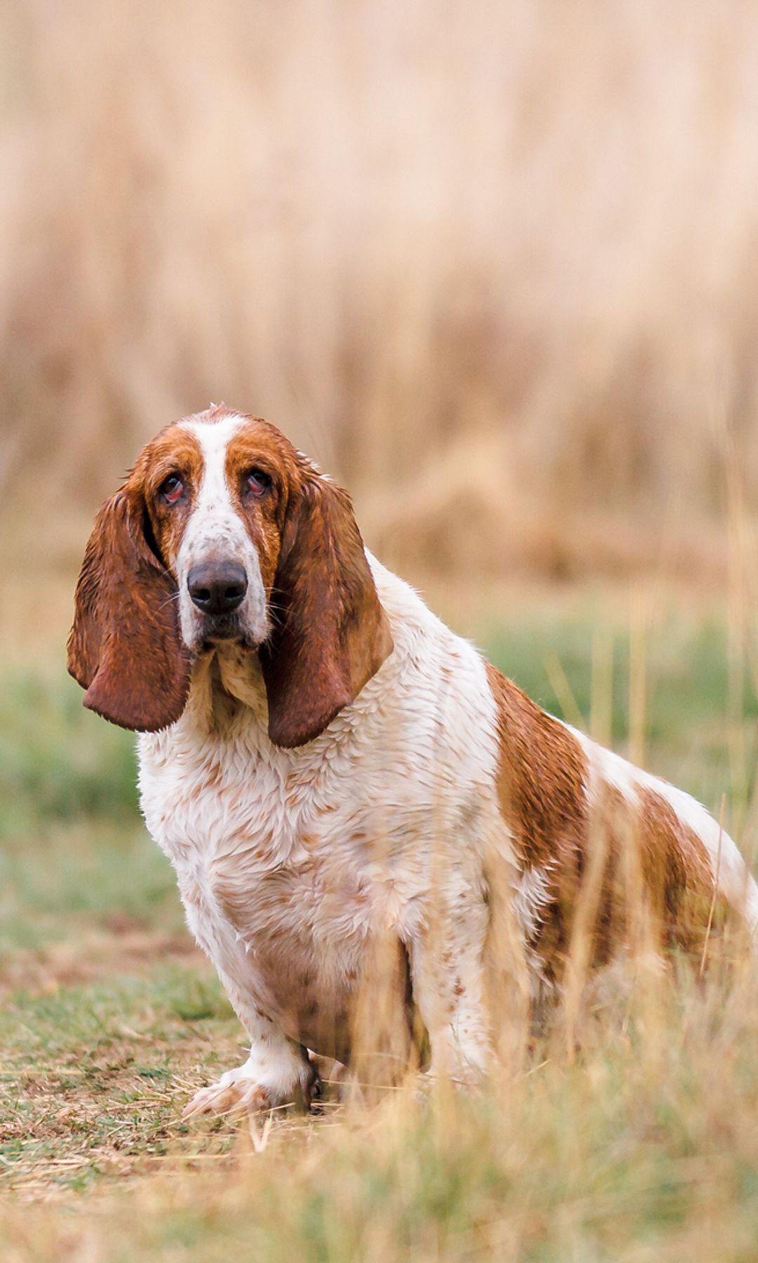 Imagen de un basset hound en el campo