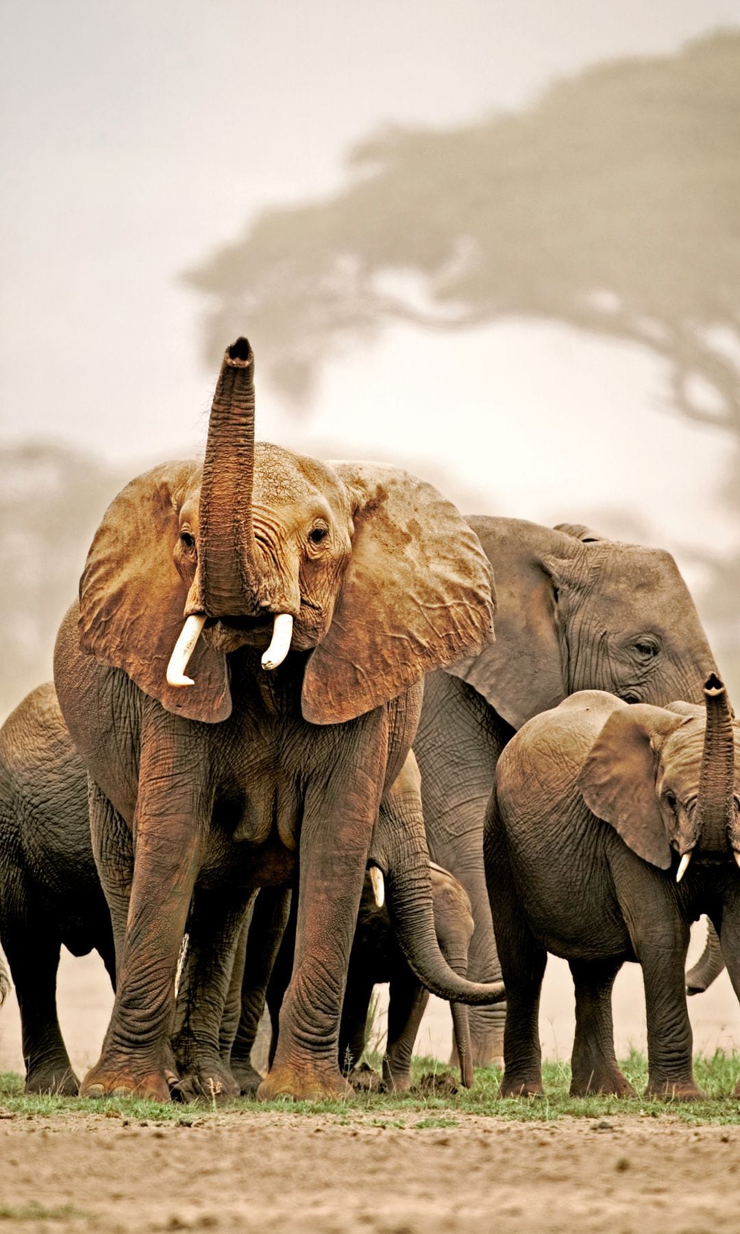 Parque Nacional de Amboseli, en Kenia, conocido como la casa de los Elefantes