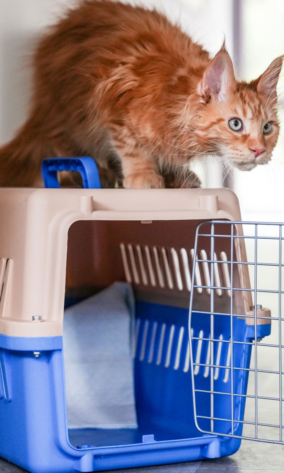Gato asustado encima de un transportín 