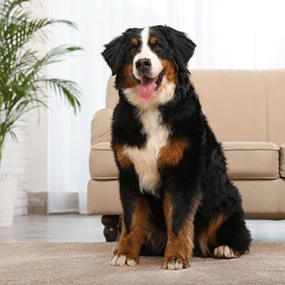 boyero de berna razas perro principiantes