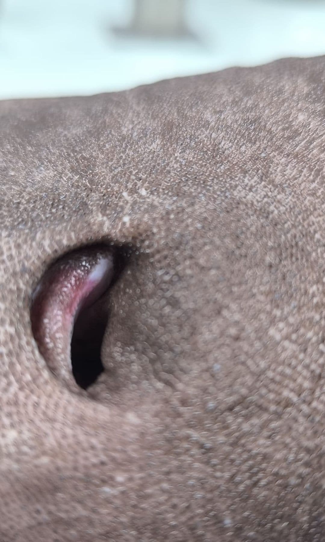 Esta especie posee espiráculos que le permiten respirar sin nadar, una adaptación clave para la vida en el fondo marino.