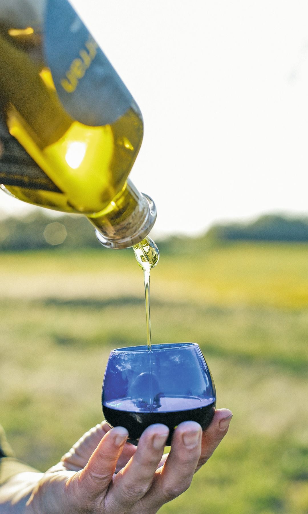 Degustación entre olivos de Viu Empordà