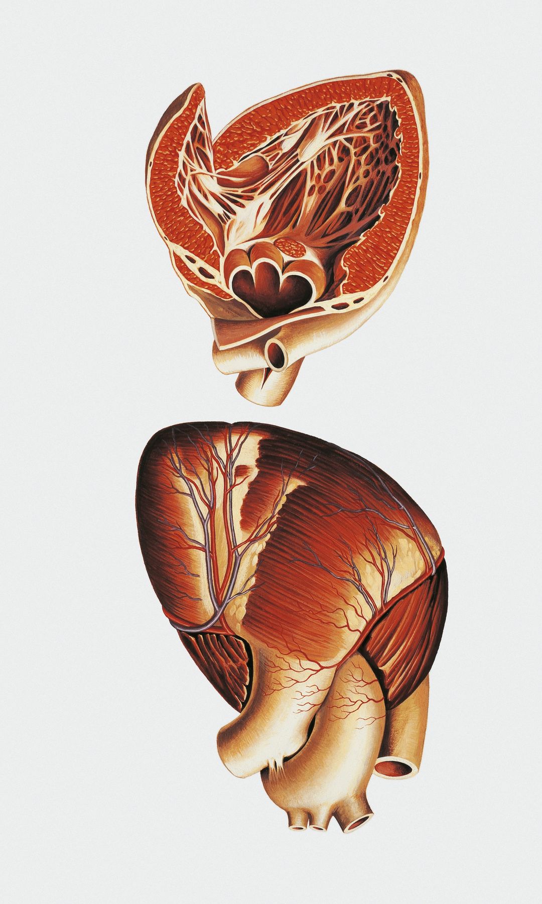 Las trabéculas forman una estructura ramificada dentro del corazón que recuerda a las raíces de un árbol