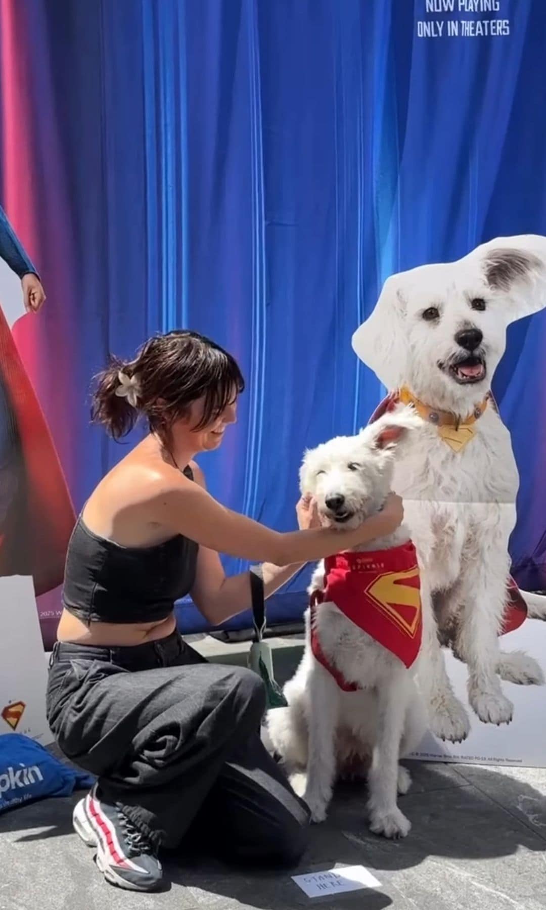 Sofia fue el perro ganador en el concurso de Nueva York