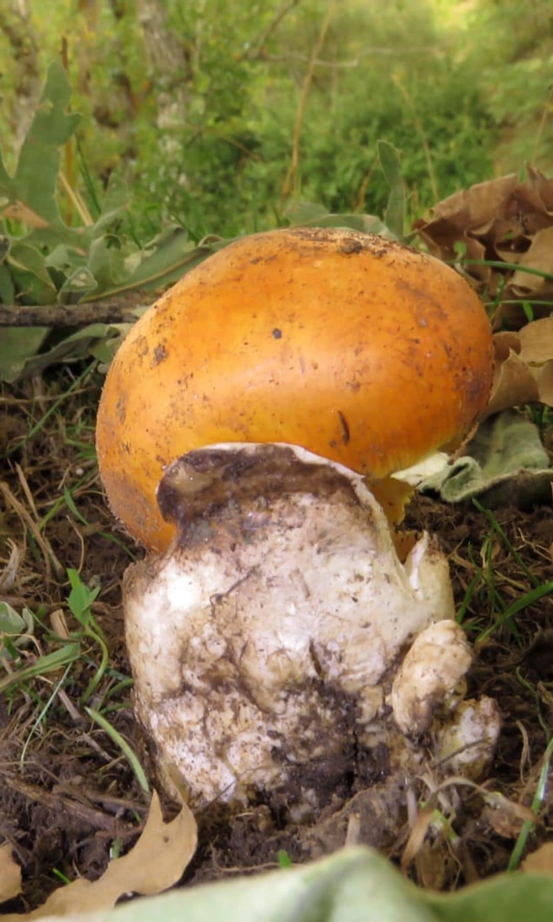 El Boletus pinophilus, conocido como boleto pinícola, crece en pinares y destaca por su sombrero marrón rojizo y su exquisito sabor