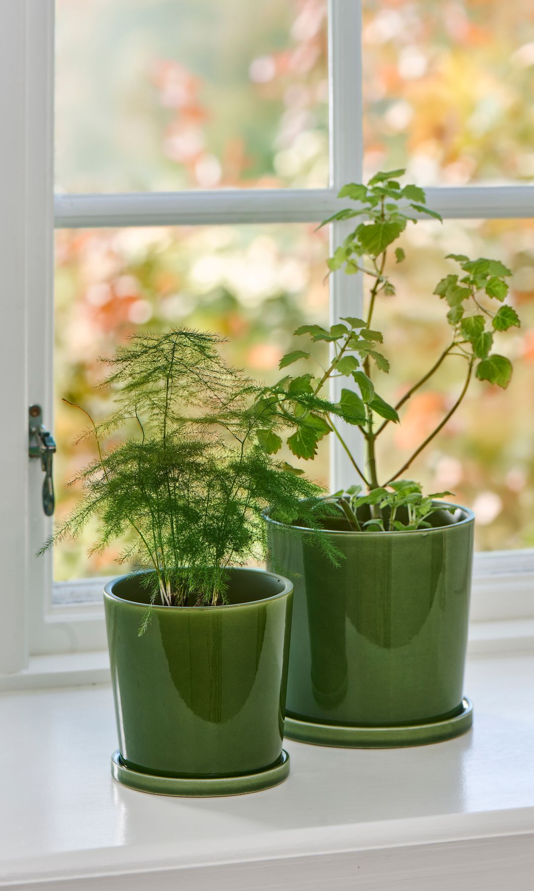 Alféizar de ventana con dos plantas en maceta de color verde 