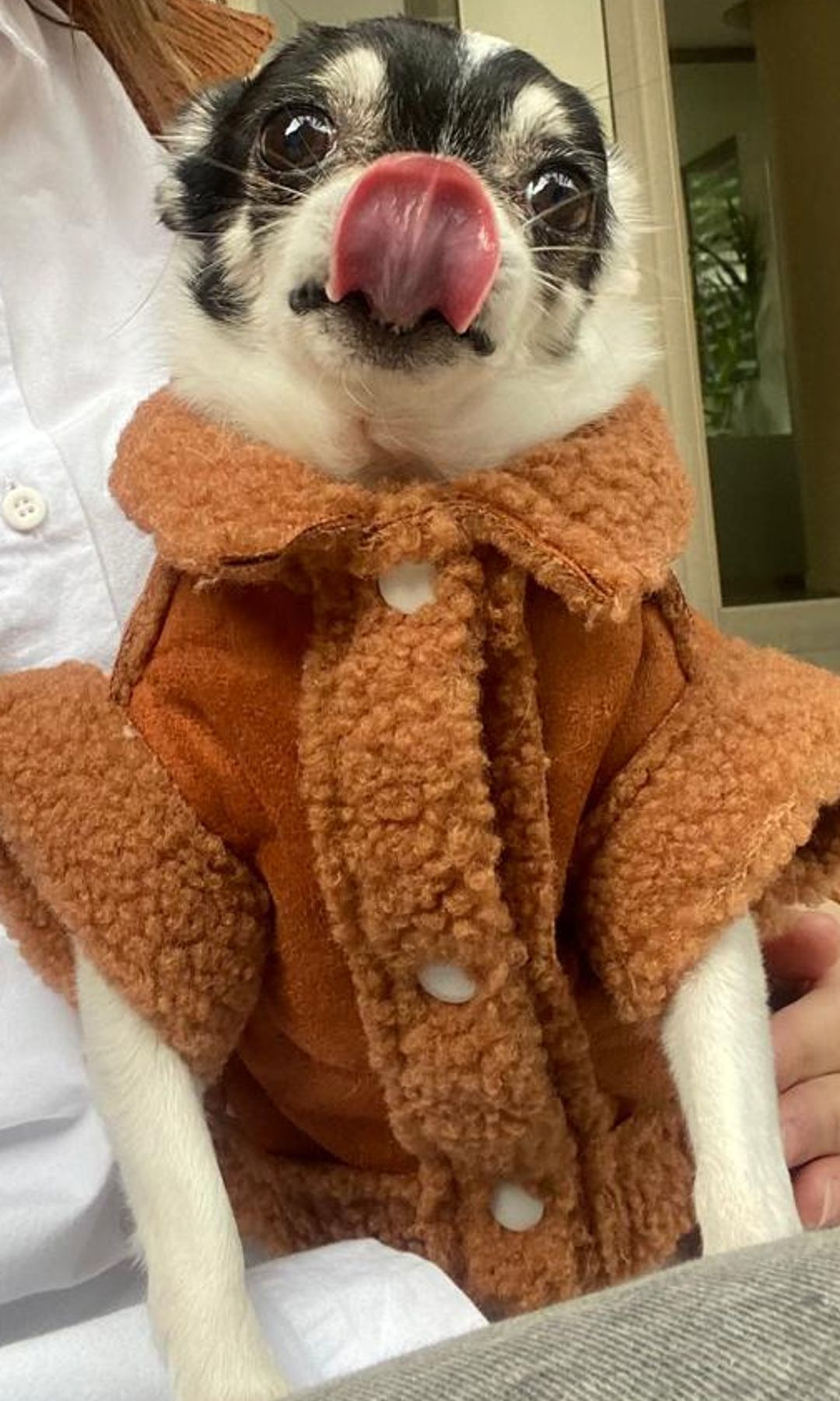 María Pita, la chihuahua 'influencer' que gana miles de euros, por su peculiar personalidad