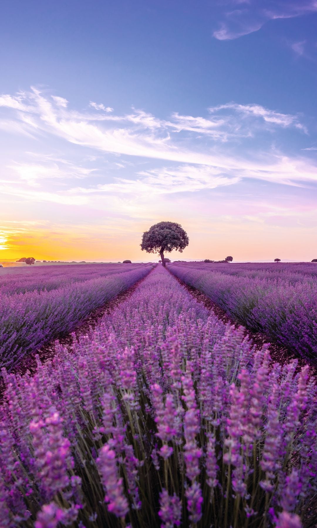 Campo de lavanda, floración morada en una puesta de sol en Brihuega. Guadalajara