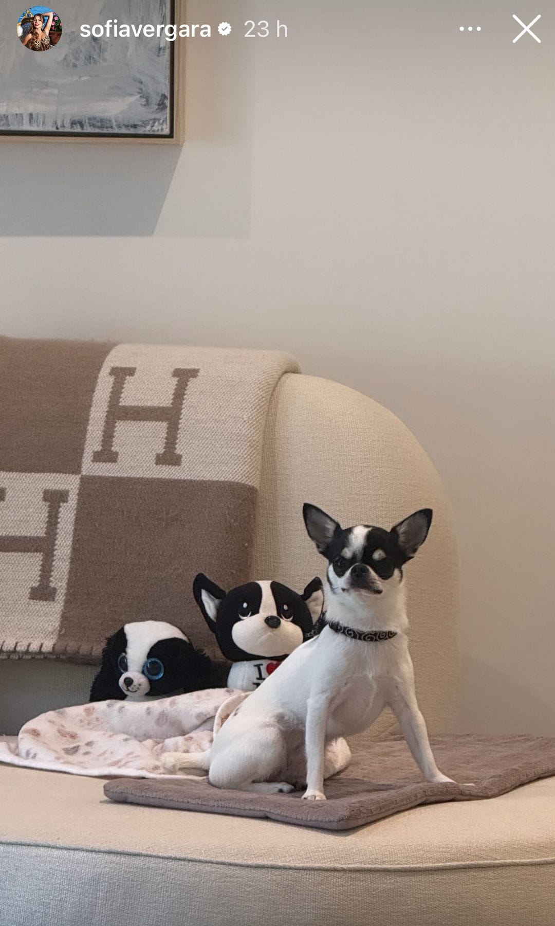 Amore, la perrita de Sofía Vergara.