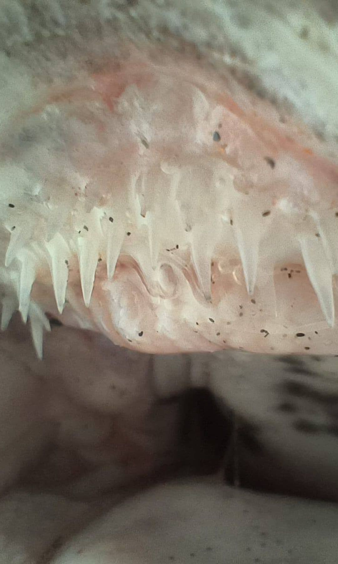 Detalle de los dientes del tiburón foca, finos y curvados, diseñados para atrapar y retener presas blandas de las profundidades marinas