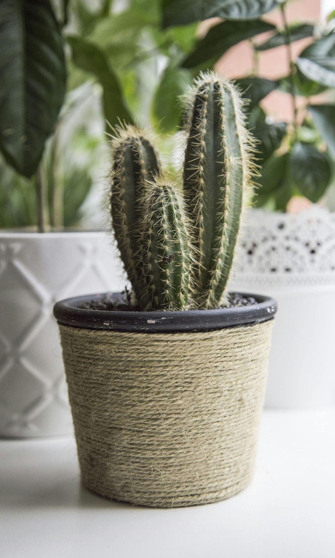 Cactus en maceta de fibras naturales