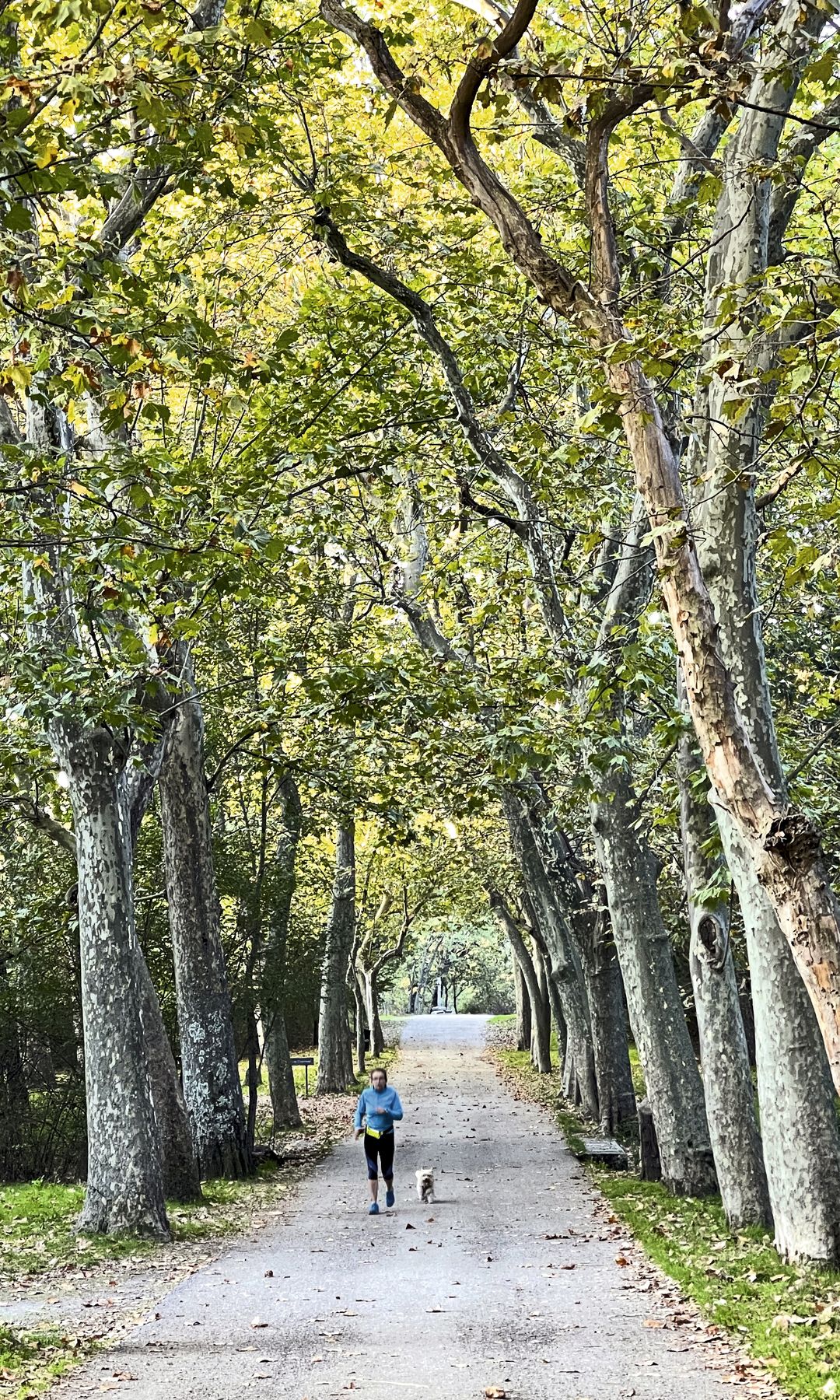 Bosque de La Herrería en El Escorial