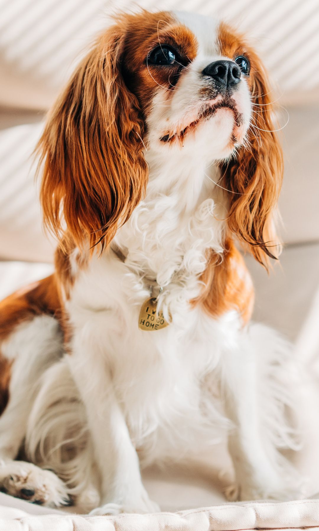 Cavalier king charles en casa 