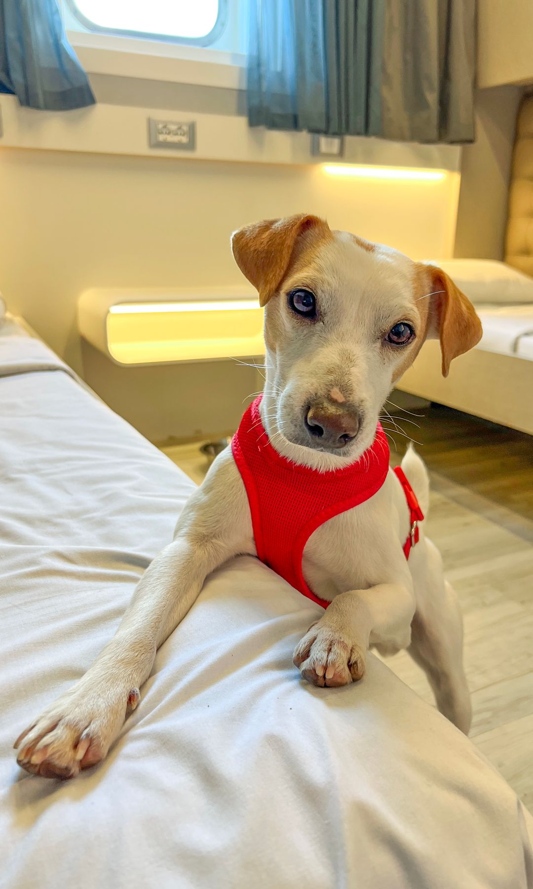 Pipper, el perro influencer y viajero más televisivo de España