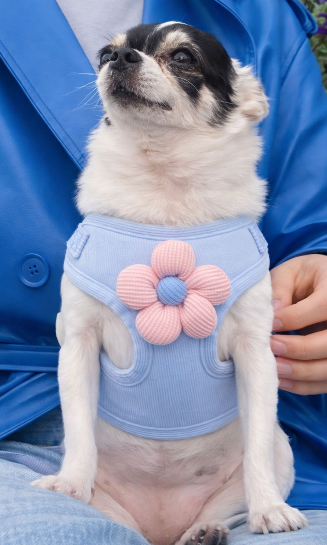 María Pita, la chihuahua influencer