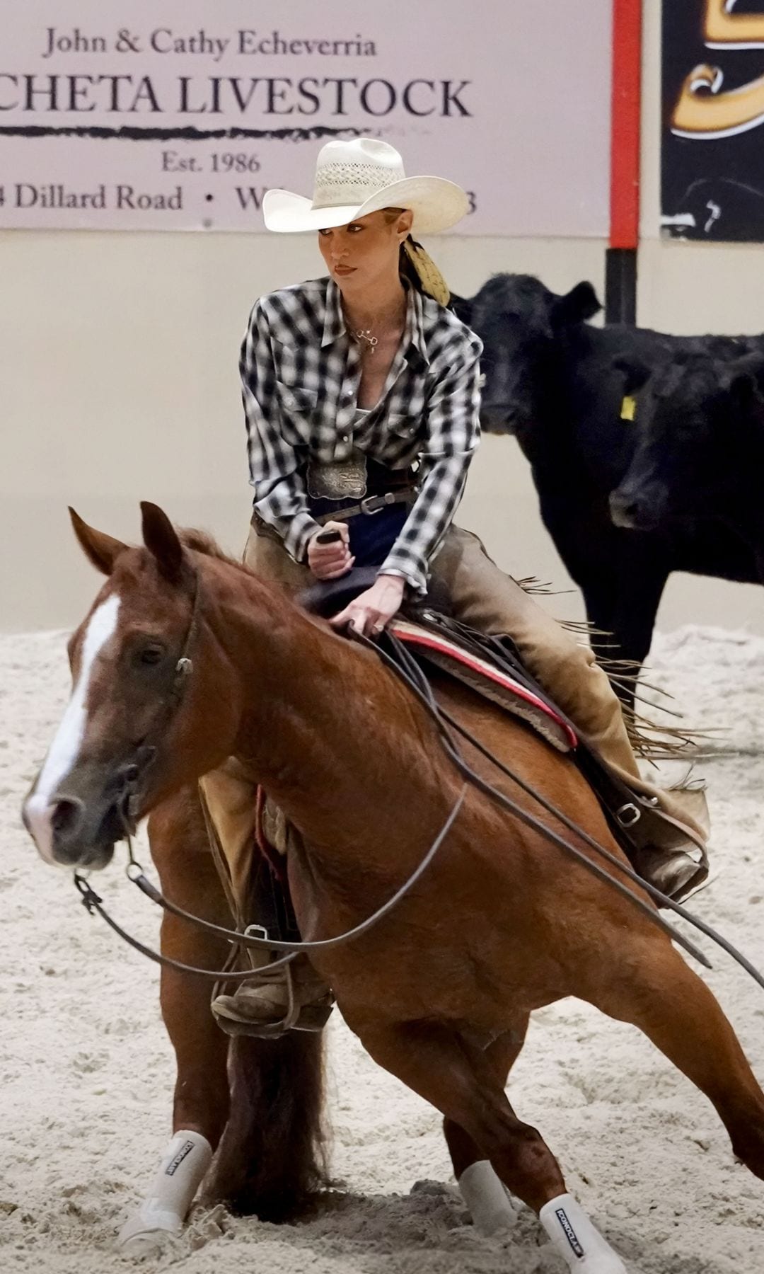 La modelo no ha vuelto a los hipódromos, sino que ha descubierto una disciplina en la que, a tenor de estas imágenes y sus trofeos, tiene un talento innato: las carreras de barriles o "cutting horse race". Y es que, tras instalarse en el rancho de su novio en Fort Worth, Texas, Bella ha vuelto a probarse y los resultados son excelentes