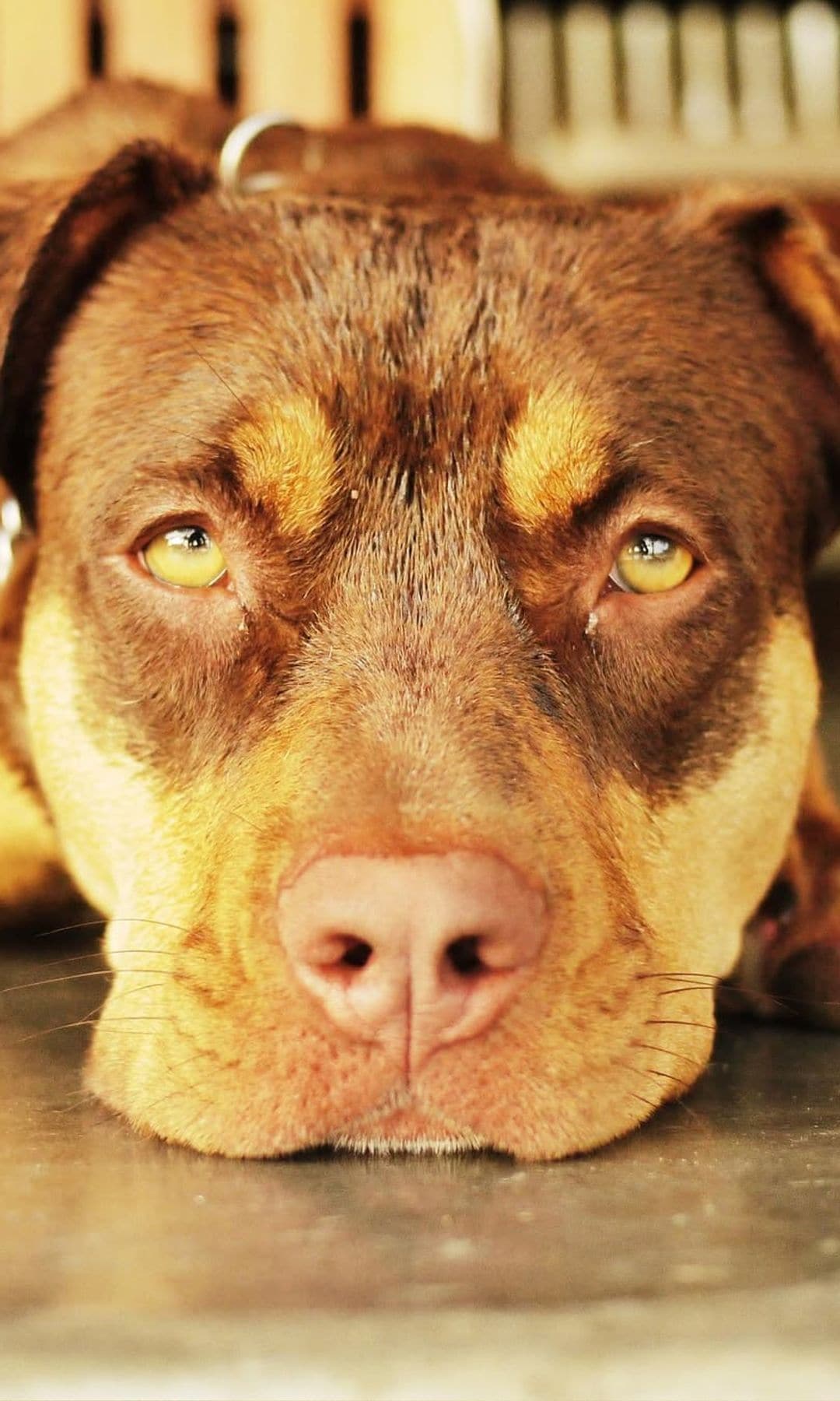 Lua, la perra que conquistó el corazón de la familia Brady, falleció en 2023, poco después del divorcio del deportista