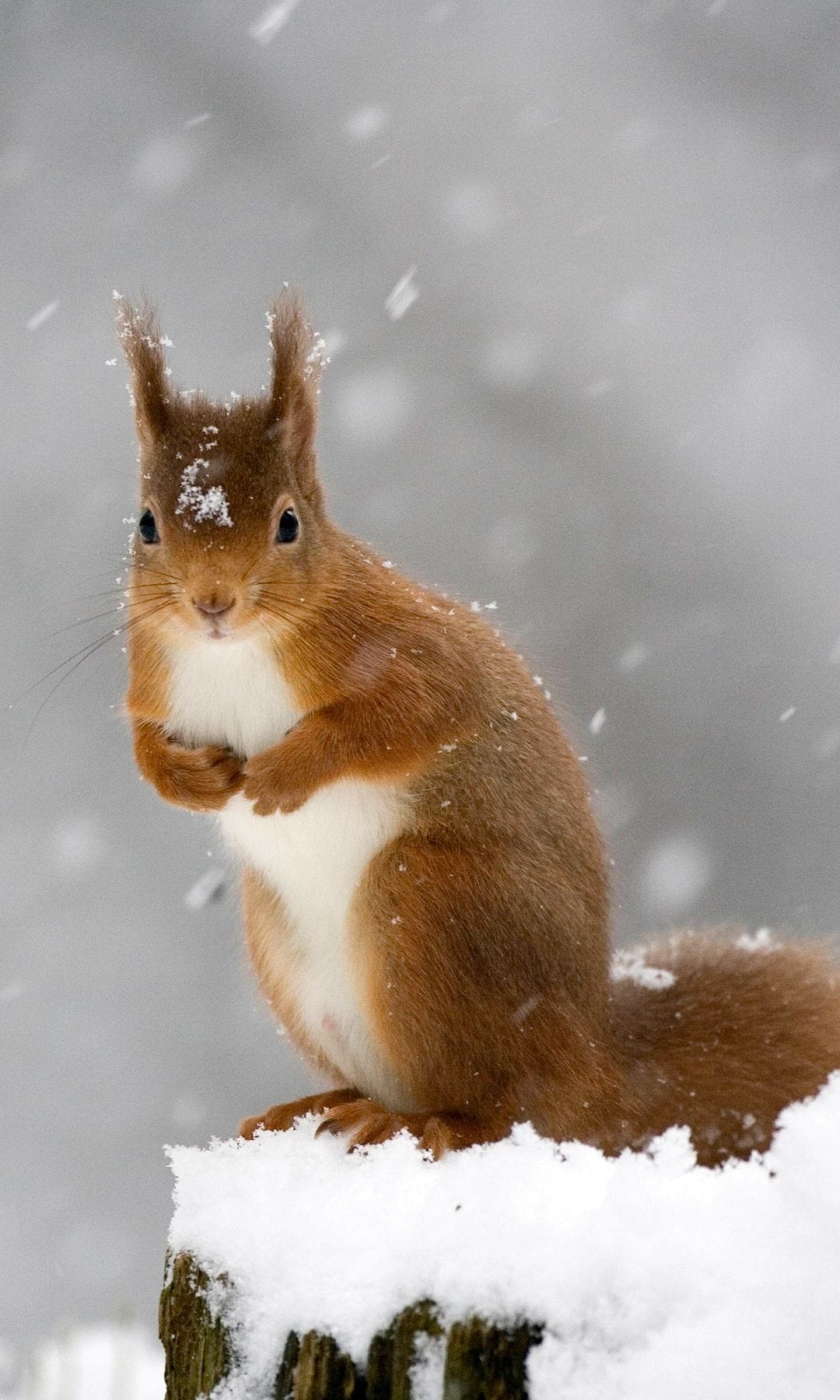 Una ardilla protege su pequeño tesoro