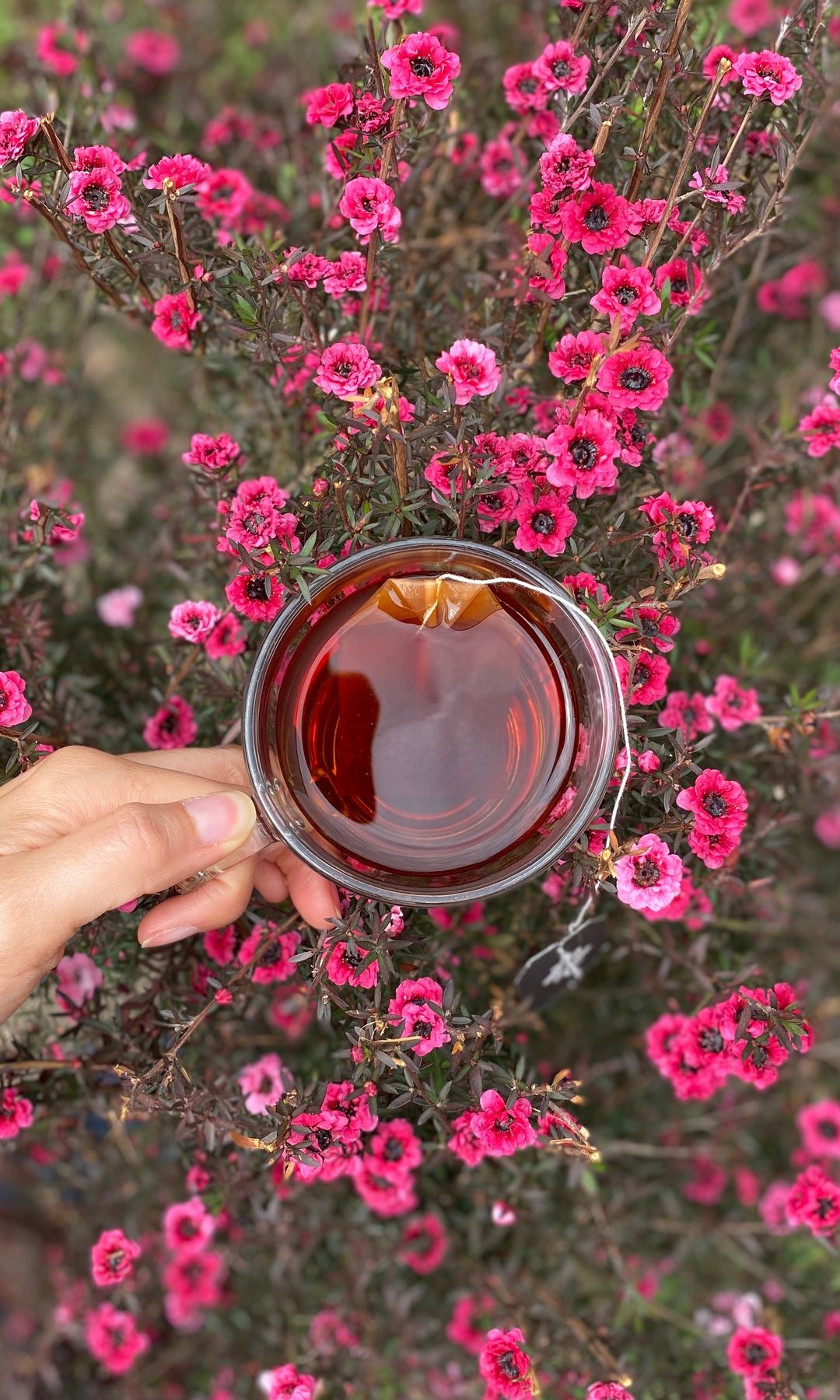 Infusión de agua de jamaica