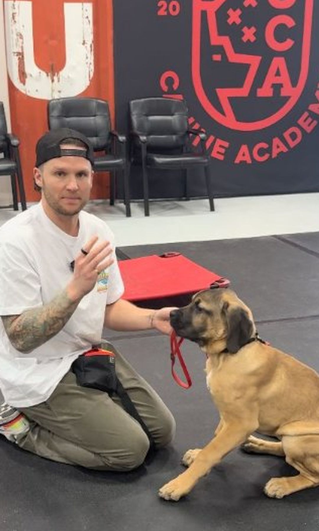 Según el adiestrador canino estadounidense Tom Davis, el entrenamiento de obediencia es la primera línea de defensa cuando aparece un perro suelto