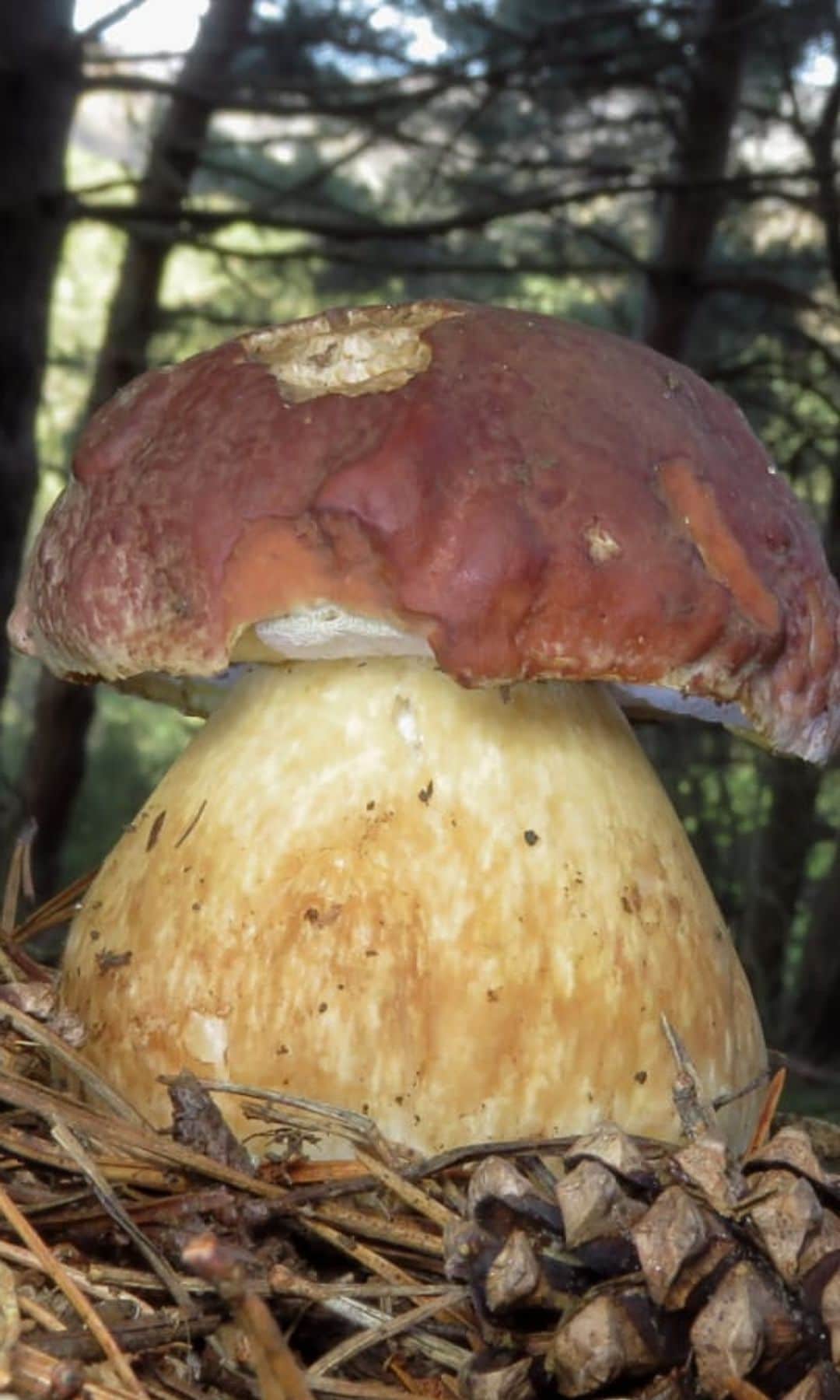 El Boletus pinophilus (boleto pinícola), muy apreciado por su carne firme. Se caracteriza por su sombrero de tonos granate o caoba y su hábitat principal bajo pinos.