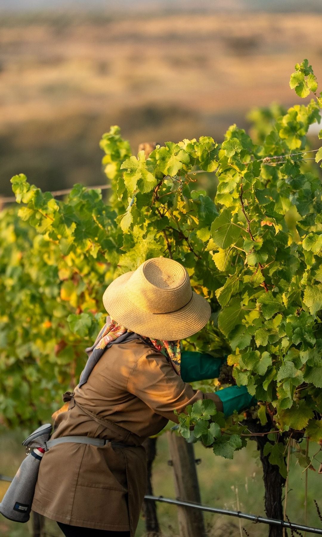 Trabajos en viñedo en Herdade do Esporão