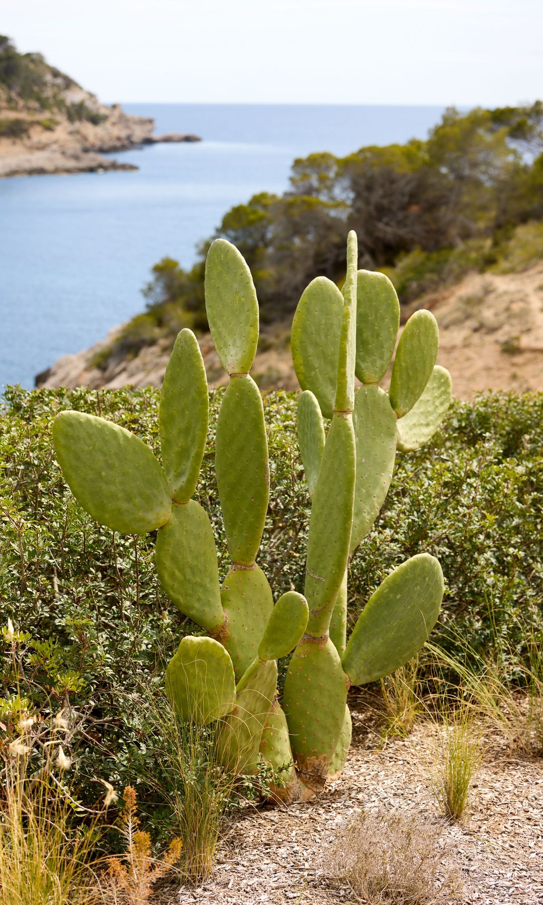 Media Image