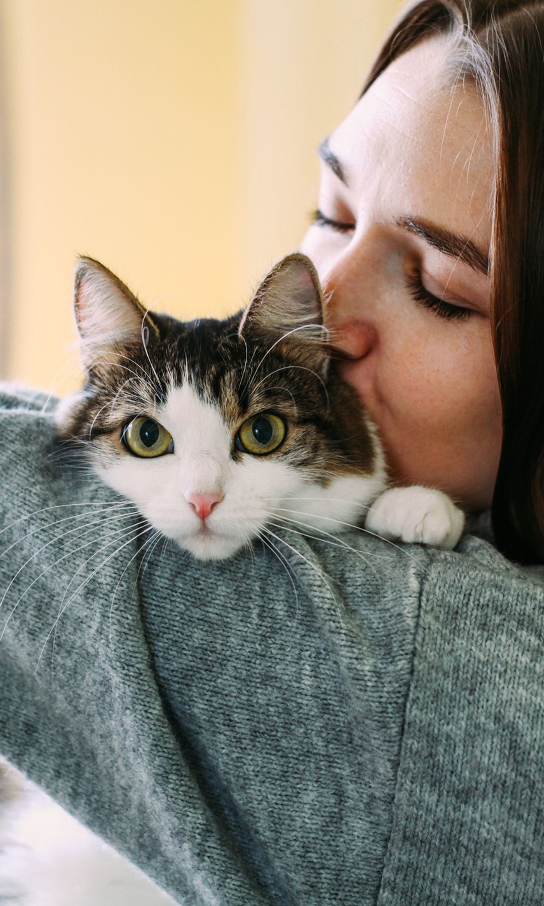 Cada raza de gato tiene un caracter muy distinto 