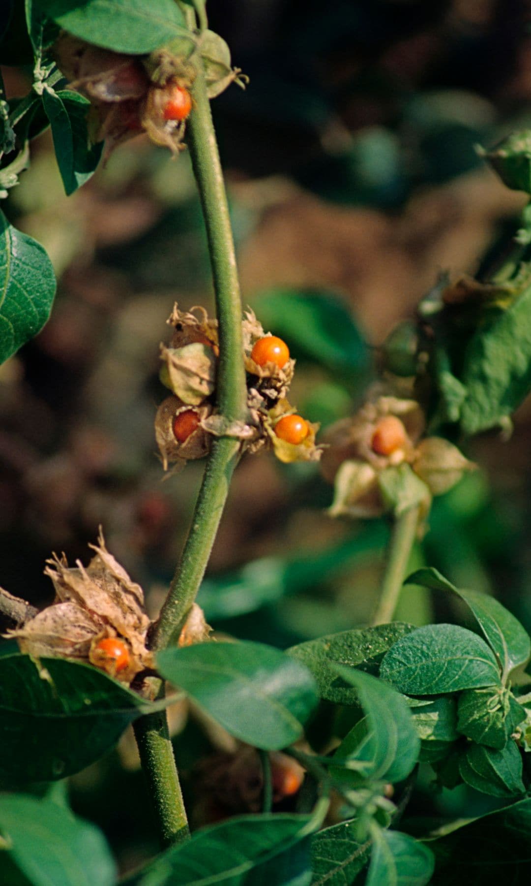 Planta de Ashwagandha