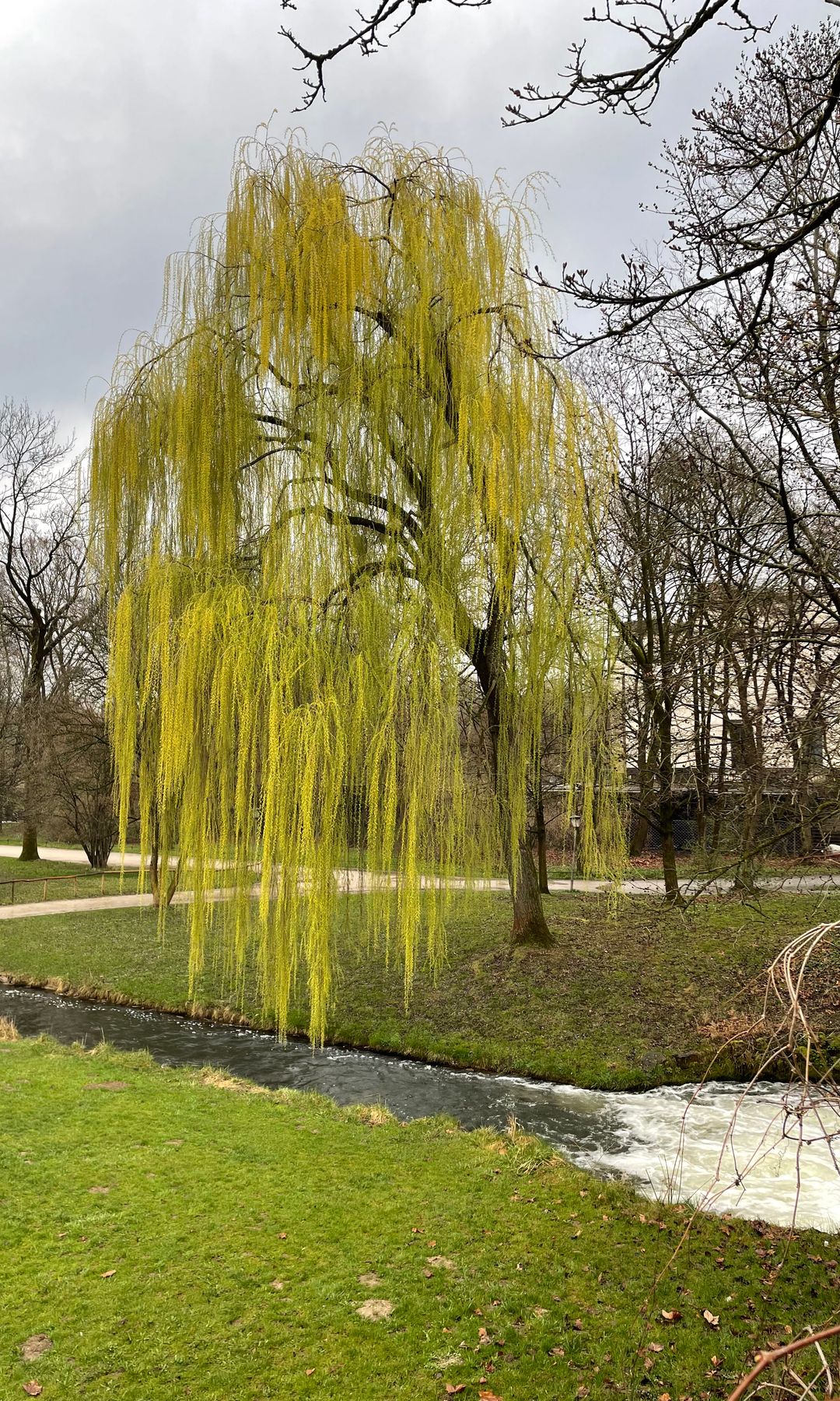 Sauce en los Jardines Ingleses en Múnich