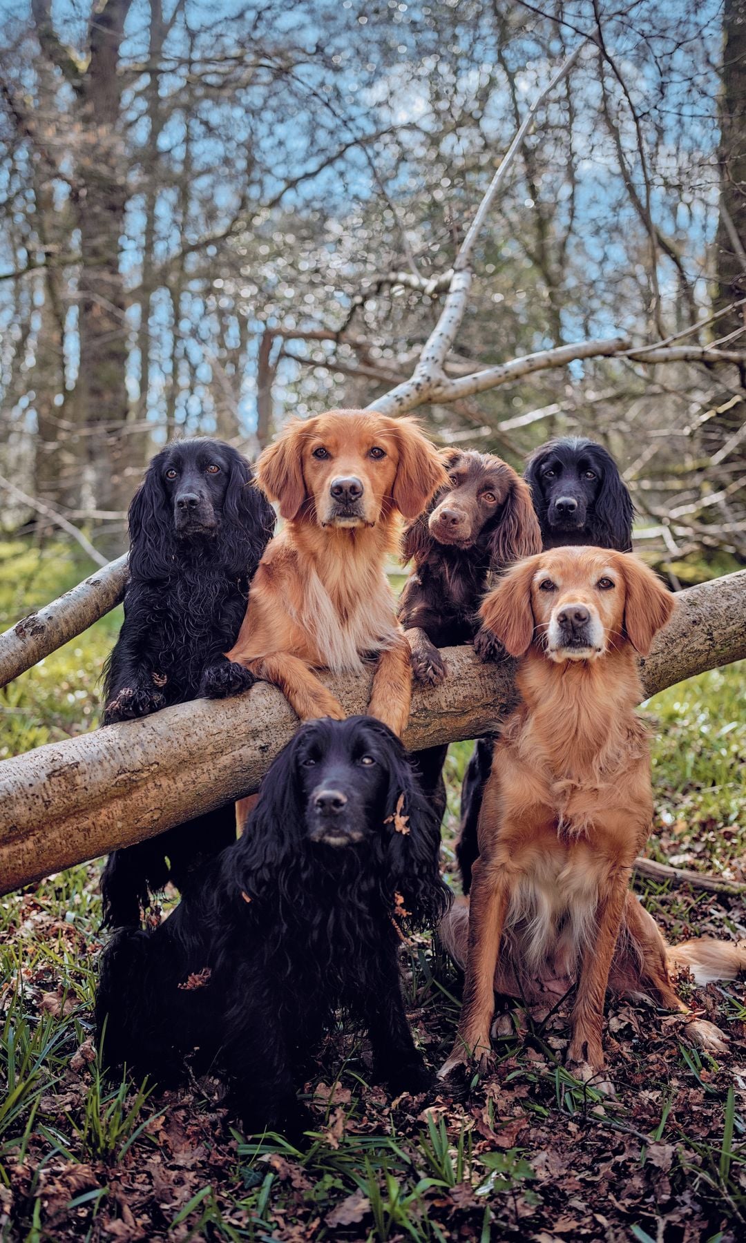 JAMES MIDDLETON HERMANO DE LA PRINCESA DE GALES, NOS RECIBE EN SU casa de campo DE BERKSHIRE: "A MENUDO, LOS PERROS NOS ACABAN SALVANDO"