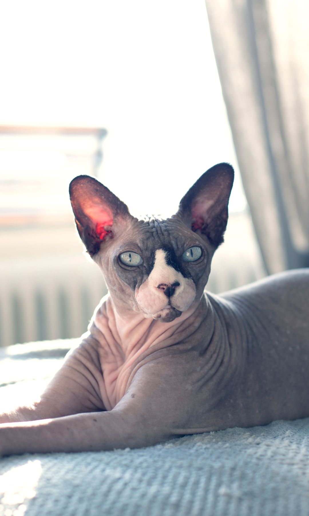 Raza de gato sphynx o gato egipcio sobre una cama