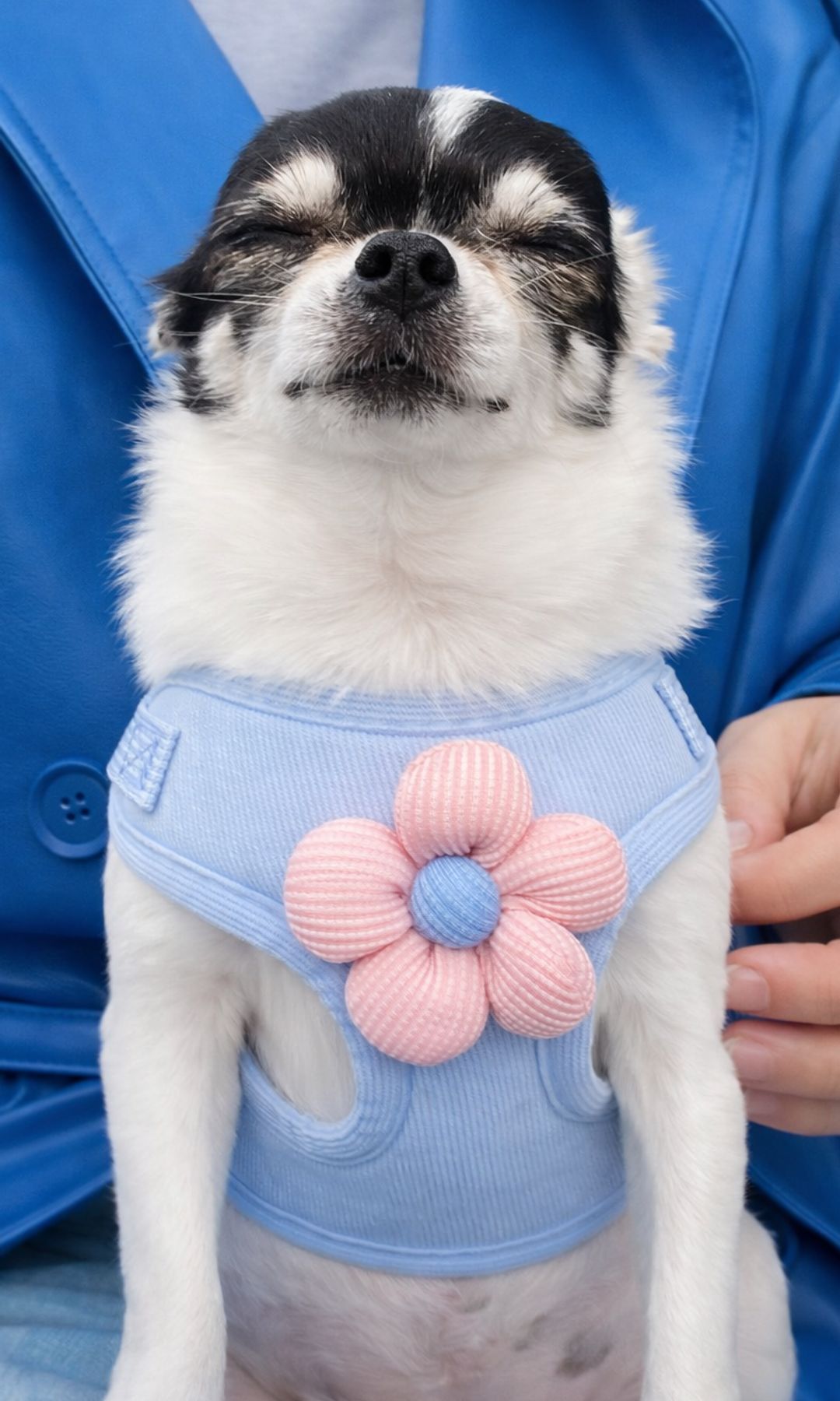 María Pita, la chihuahua influencer