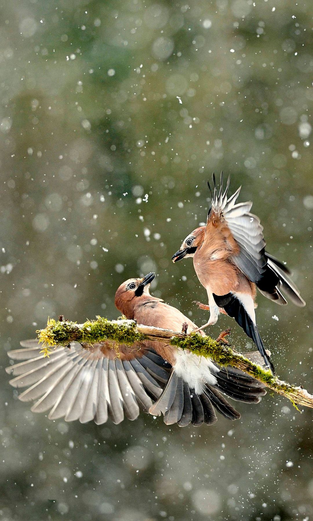 Jays fighting for food in winter in snow, Lorraine, France, February