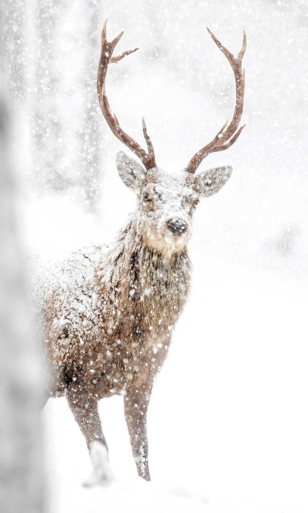 Un ciervo rojo se recorta bajo la nevada como un rey silencioso que vigila su reino.