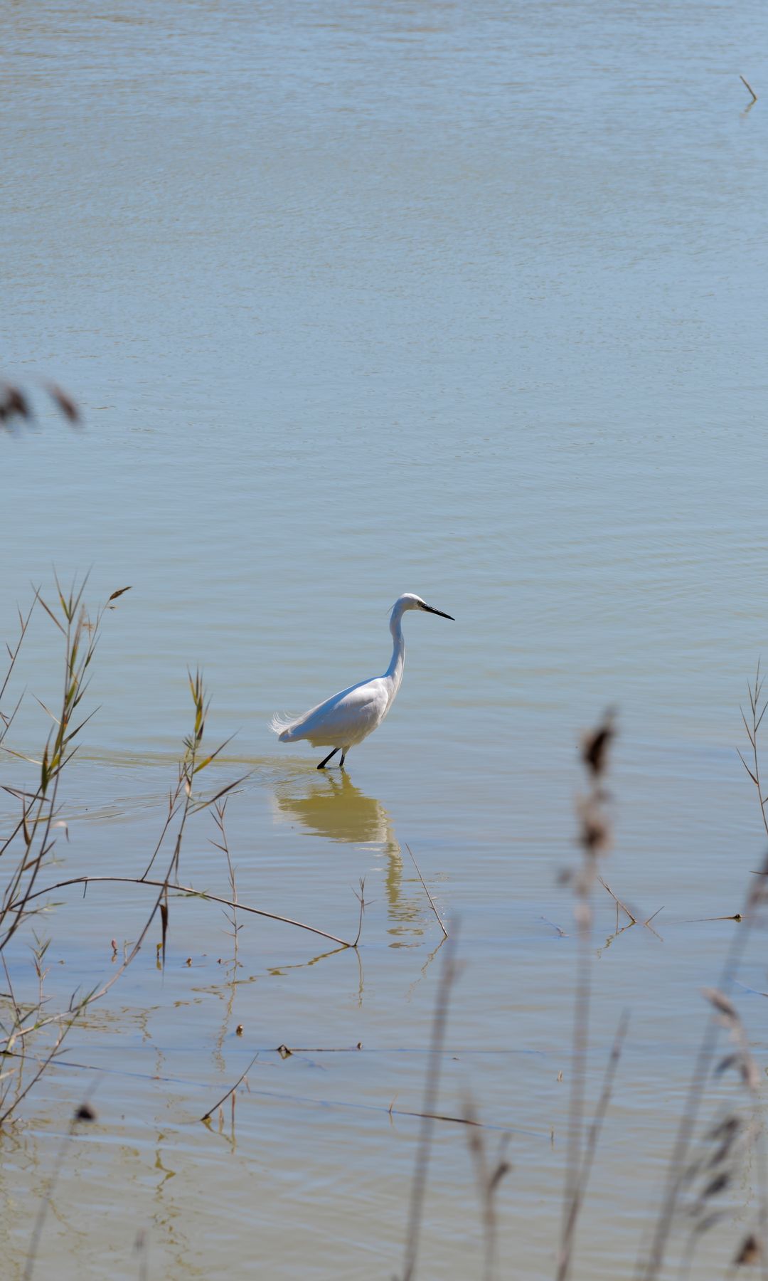 Garceta en las aguas poco profundas del humedal de Maspalomas.
