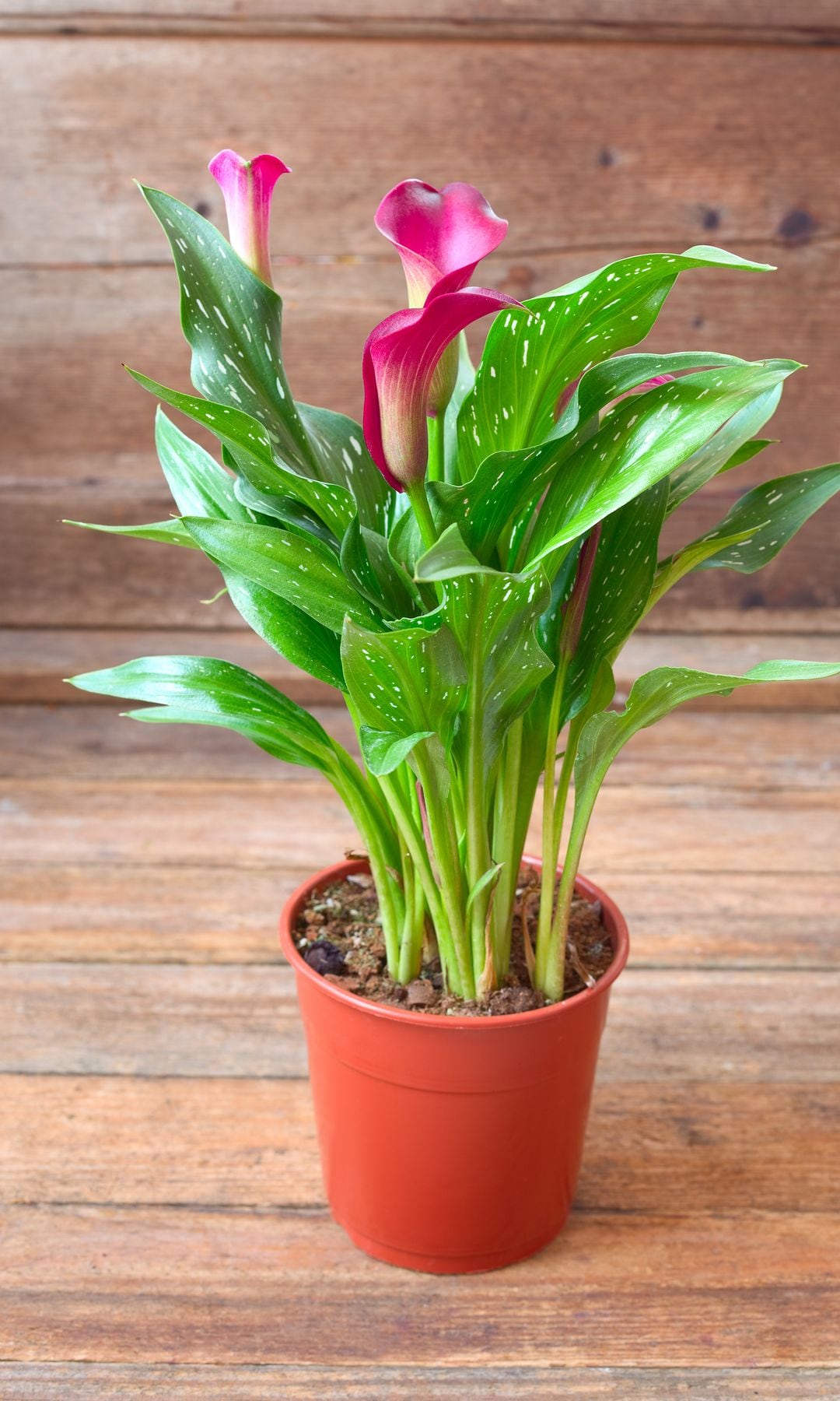 Zantedeschia