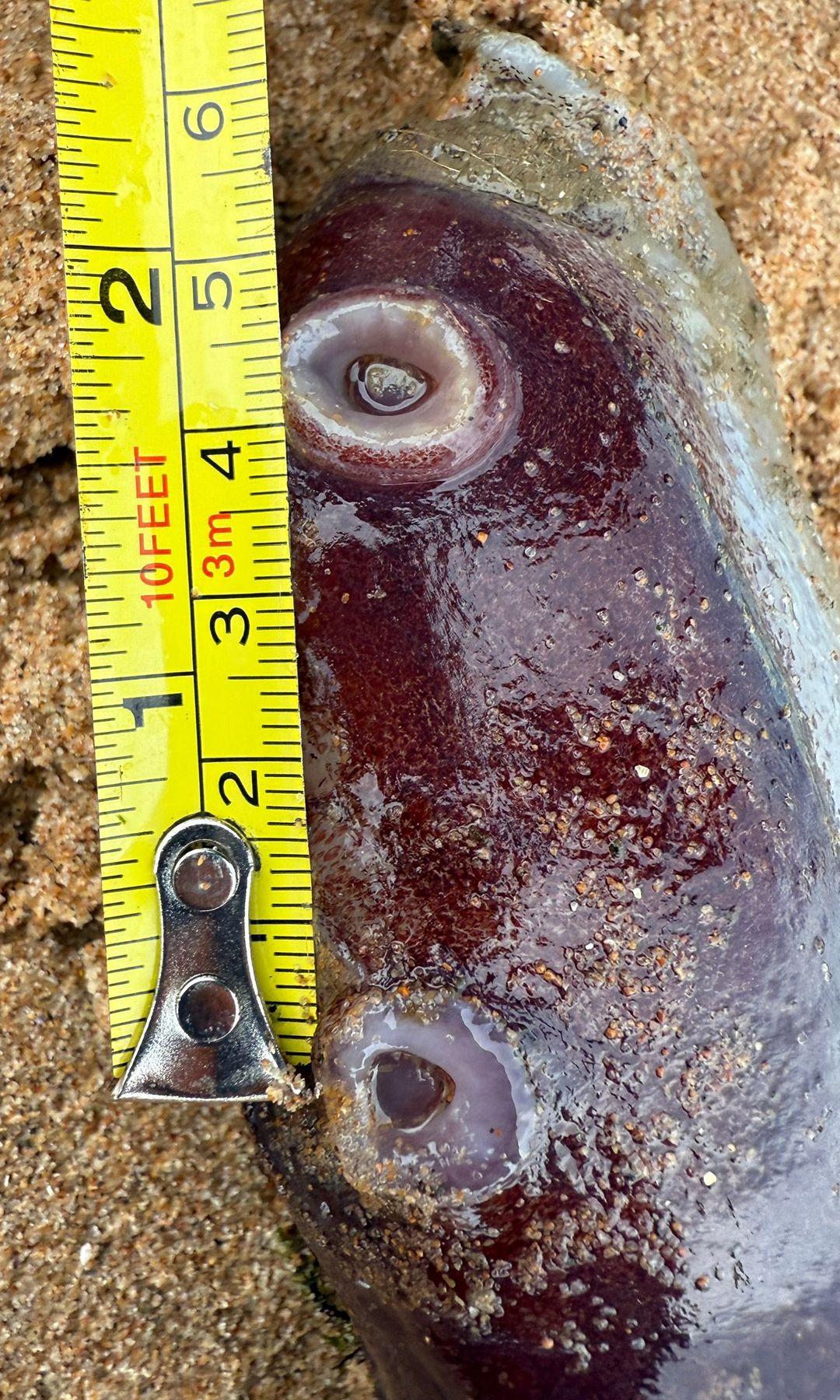 Parte de los tentáculos se ha conservado en congelación para que equipos científicos puedan estudiar esta rara especie de aguas profundas