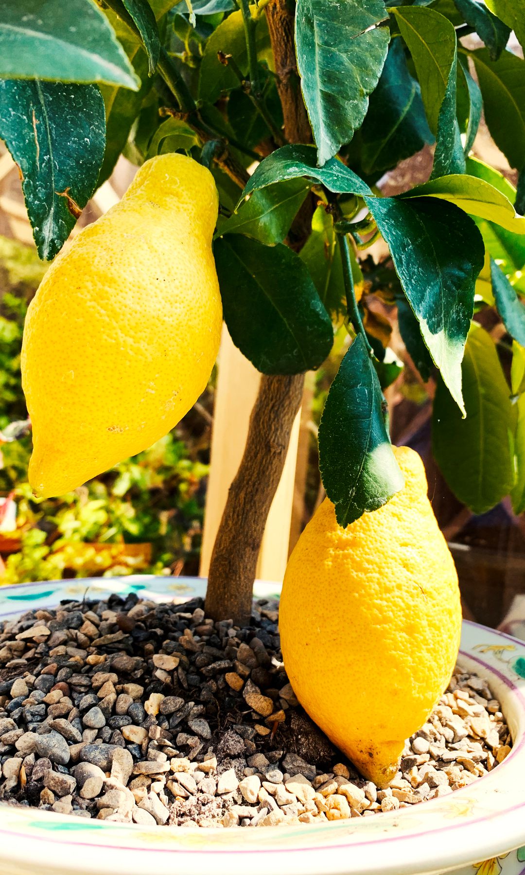 Limones colgando del limonero en maceta