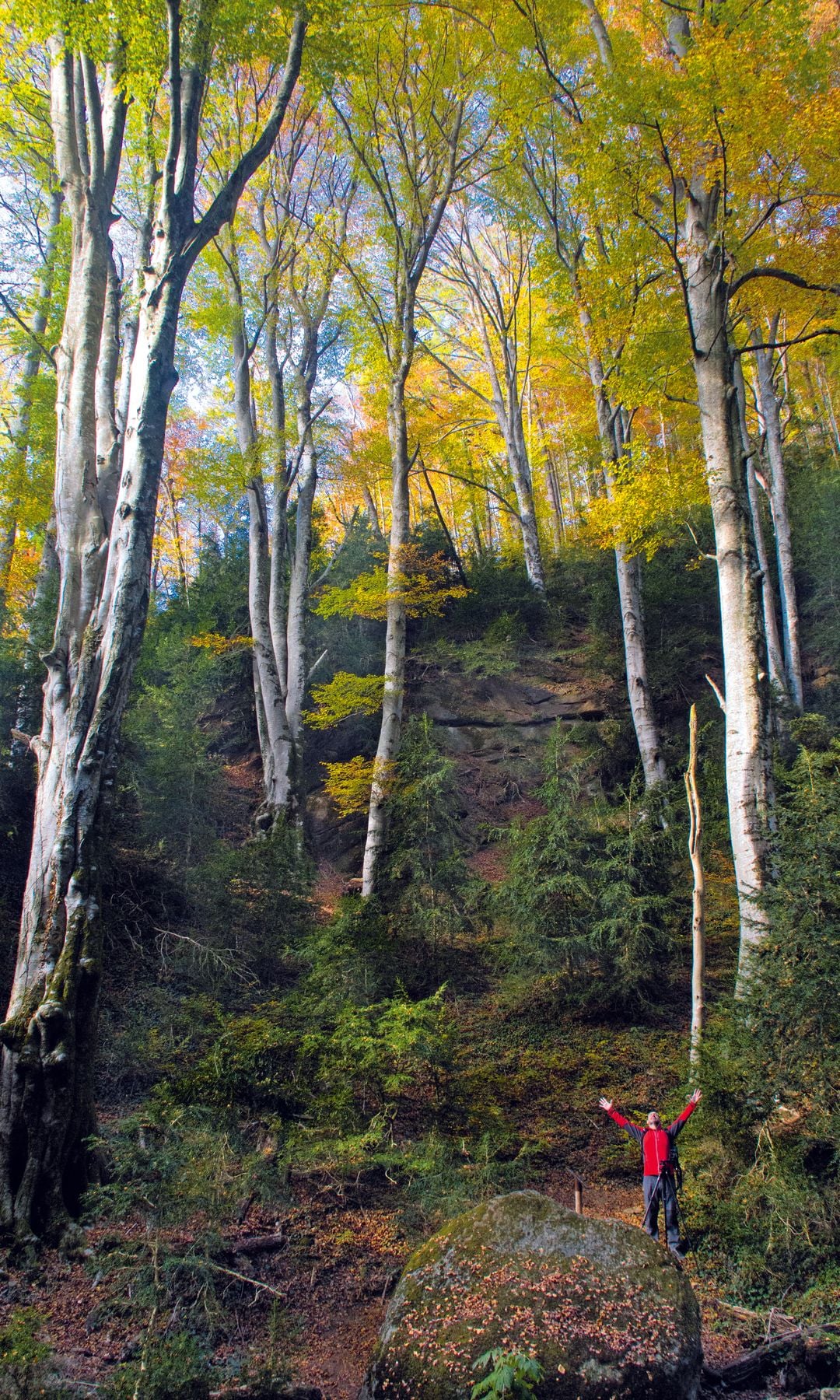 HAYEDO DE LA GREVOLOSA en Osona