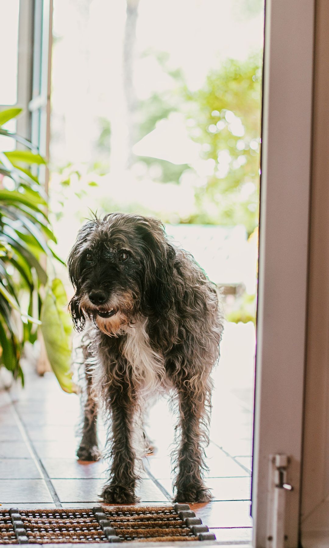 Perro esperando en la puerta