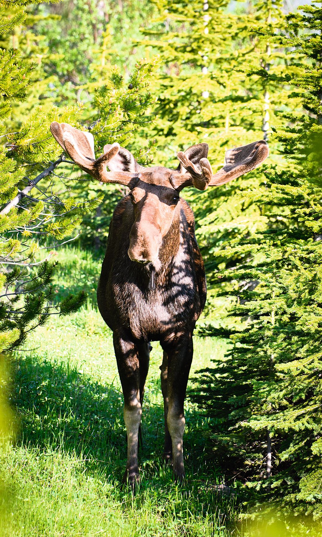 Alce salvaje en Alberta, Canadá