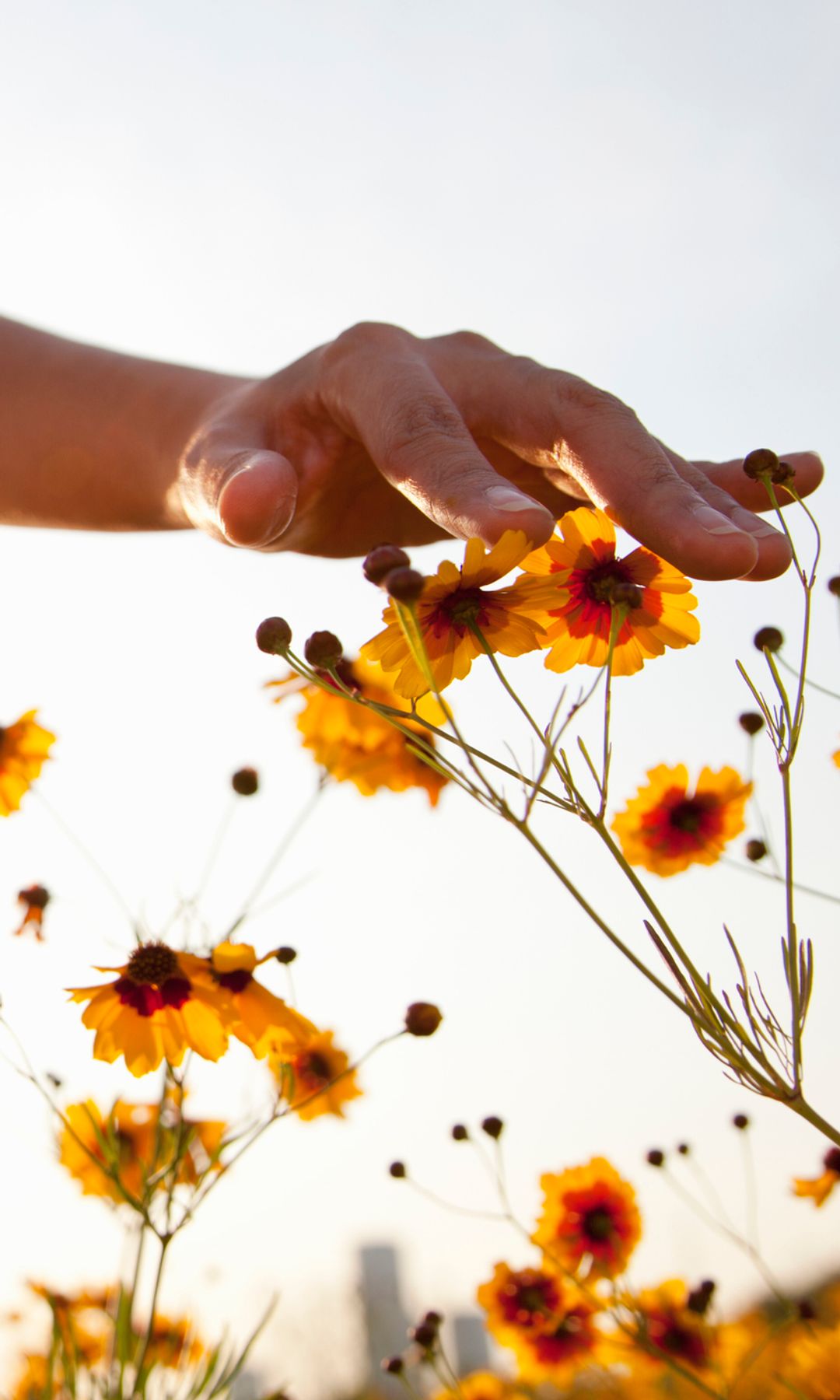 Manos acariciando unas flores 