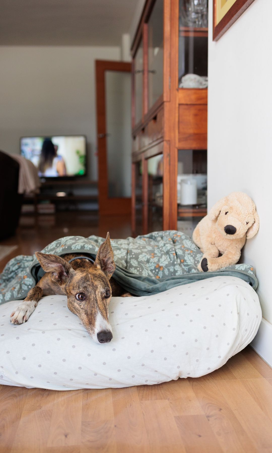 La dermatitis atópica afecta hasta al 15% de los perros.