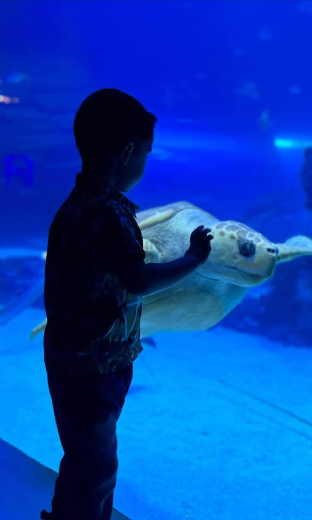 Niño y tortuga en Atlantis Aquarium Madrid