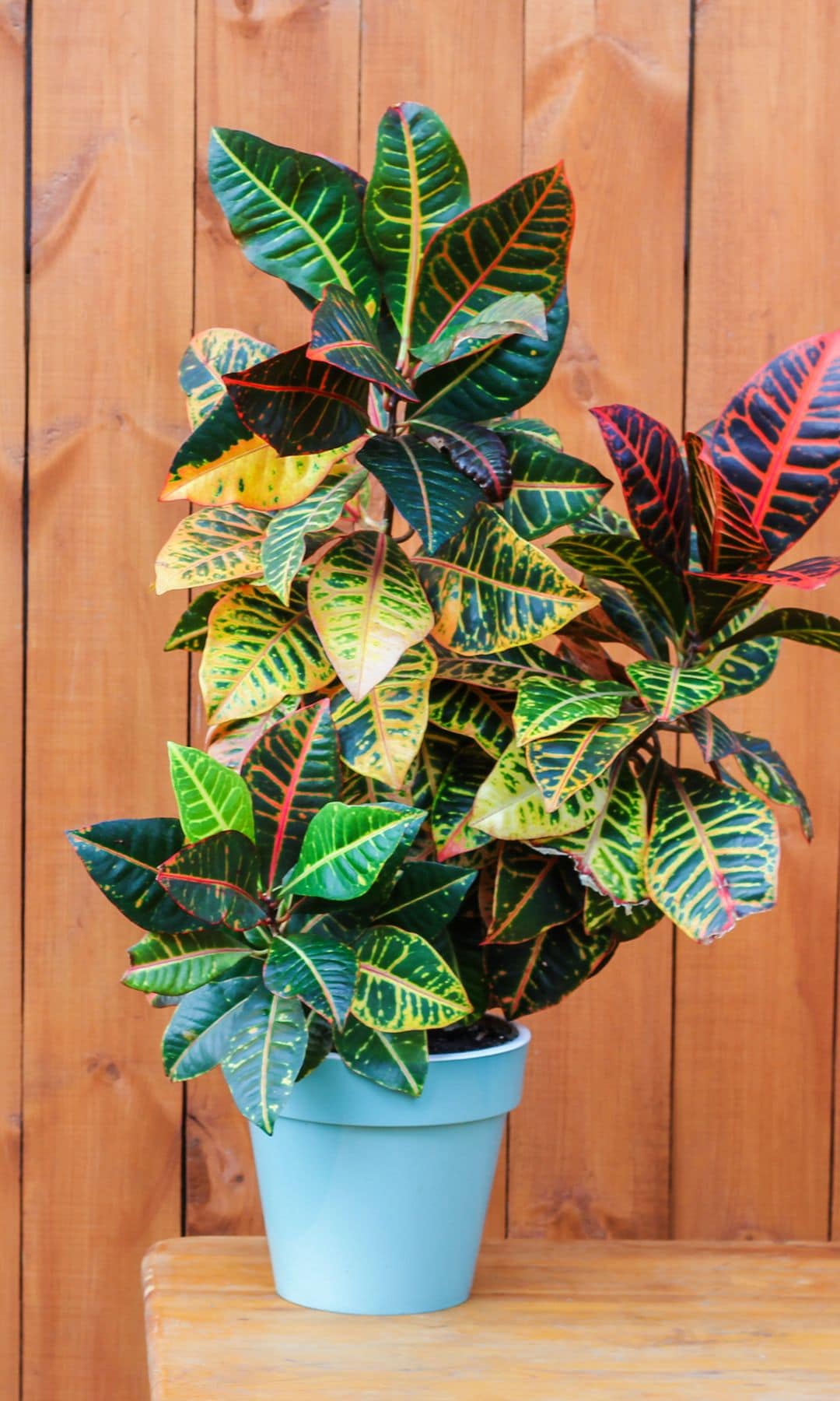 Codiaeum variegatum o crotón